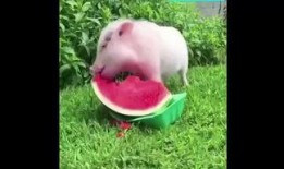 猪吃小瓜,猪儿欢享小瓜美味时光