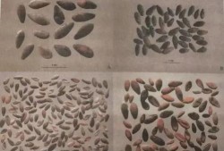 穿越古代吃瓜日常全集