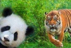 熊猫吃虎瓜,揭秘虎瓜的独特魅力