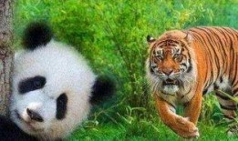 熊猫吃虎瓜,揭秘虎瓜的独特魅力