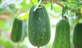 新力吃瓜,揭秘娱乐圈最新热点事件