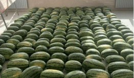 校园吃瓜爬树,揭秘校园里的趣味生活瞬间