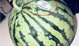 吃瓜网红ing,揭秘网络红人的瓜田生活