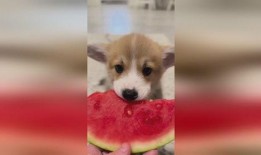 吃瓜小狗过年,吃瓜小狗的欢乐过年记