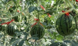 济南摩友圈吃瓜,吃瓜事件背后的真相揭秘