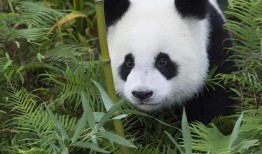 熊猫吃虎瓜,揭秘虎瓜的独特魅力