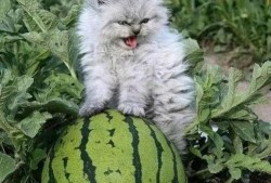 吃瓜猫猫头像高清,高清吃瓜猫猫头像魅力解析