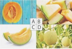 天天吃瓜测试,一场全民参与的趣味测试盛宴