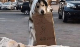 吃瓜群众的狗图片,吃瓜群众与狗狗的欢乐时光