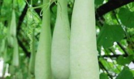 长期吃兰瓜好吗,长期食用兰瓜的健康益处解析