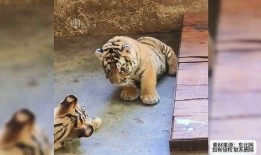 吃瓜网站虎,带你领略网络舆论的狂欢盛宴