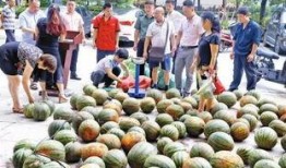 吃瓜社区一号,揭秘网络热点的幕后故事