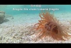 澳野仙踪吃瓜,一场奇幻吃瓜之旅