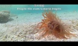 澳野仙踪吃瓜,一场奇幻吃瓜之旅