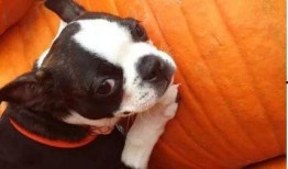 吃瓜小狗过年,吃瓜小狗的欢乐过年记