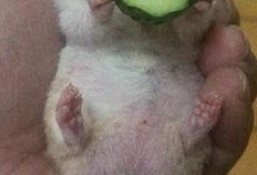 老王吃瓜比赛视频