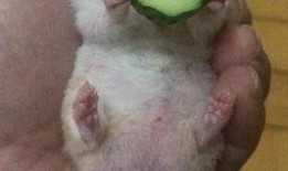 老王吃瓜比赛视频