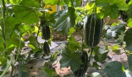 凤凰王子吃瓜,揭秘宫廷秘闻背后的宫廷美食传奇