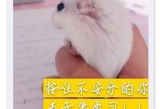 老鼠吃瓜图片大全,趣味横生的老鼠吃瓜瞬间