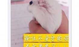 老鼠吃瓜图片大全,趣味横生的老鼠吃瓜瞬间