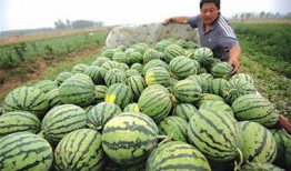 梦见在瓜地旁卖瓜吃,瓜地旁的卖瓜食趣