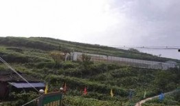 理塘吃瓜事件始末,一场网络狂欢背后的真相与反思