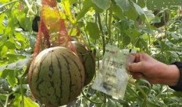 雨女吃瓜,一场别开生面的夏日盛宴