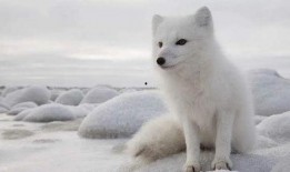 北极狐吃瓜,北极狐的夏日瓜果盛宴