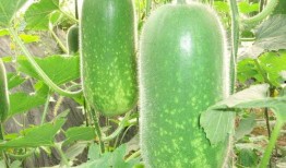 吃瓜被赶走原版视频,原版视频背后的故事