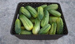 每日吃瓜28,揭秘娱乐圈幕后故事