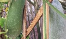 做梦吃大子瓜,大子瓜的奇幻之旅