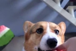 名柯吃瓜,揭秘柯南背后的神秘世界