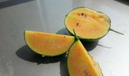 彩虹组吃瓜,揭秘娱乐圈的甜蜜与苦涩