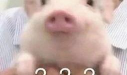 猪吃瓜头像,揭秘网络热门表情包背后的趣味故事