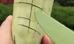 听音乐吃瓜,一场听觉与味觉的双重盛宴