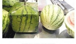 瓜票可以吃吗,揭秘能否一票在手，美食尽享