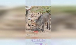 腐猪吃瓜,揭秘娱乐圈背后的秘密与八卦