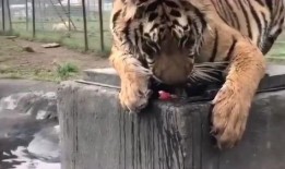 吃瓜网站虎,带你领略网络舆论的狂欢盛宴