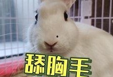 光遇女海王吃瓜,瓜田里的甜蜜邂逅