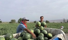 曹县吃瓜后续,揭秘网络舆论背后的真相与反思