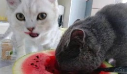 吃瓜猫无字幕,揭秘幕后故事