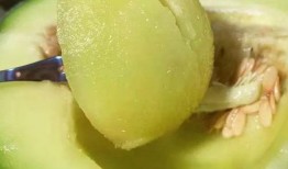 海南最新吃瓜,最新热带美味大盘点