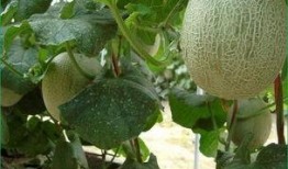 放羊吃哈密瓜,放羊牧歌中的哈密瓜飘香