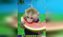 吃瓜成猴子,揭秘网络时代的“瓜文化”现象