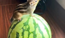 吃瓜就爱小西瓜,揭秘“吃瓜就爱小西瓜”的流行之谜