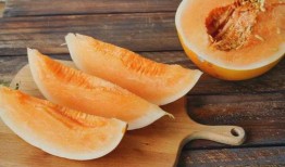 布偶可以吃蜜瓜,美味与健康的完美结合