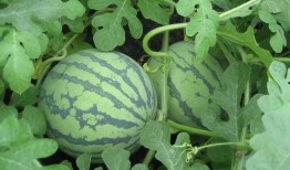 盐城吃瓜队长事件,网络舆论的风暴与反思