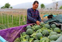 怎么制作吃瓜镇,探寻神秘小镇的制作秘籍