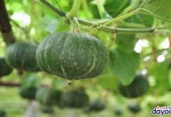 广州ttg清清吃瓜,揭秘电竞圈吃瓜背后的故事