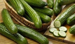 毛瓜不能与什么一起吃